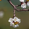 Spring - blossoming apple tree against lovely green background