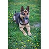 Clever German Shepherd dog lying in the spring grass, waiting for his master's command