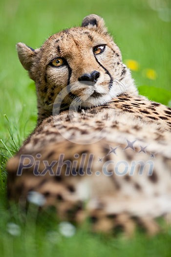 Cheetah (Acinonyx jubatus) Cheetah (Acinonyx jubatus)