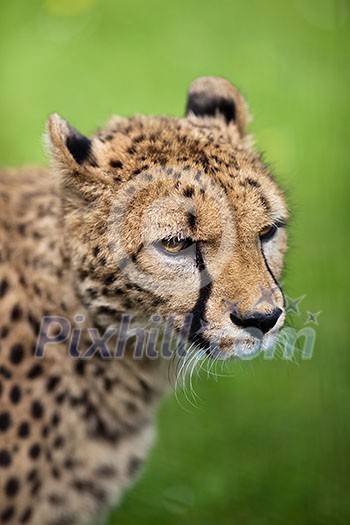 Cheetah (Acinonyx jubatus) Cheetah (Acinonyx jubatus)