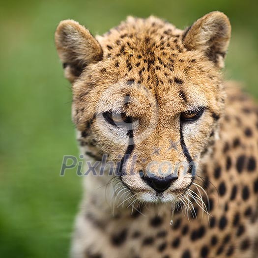 Cheetah (Acinonyx jubatus) Cheetah (Acinonyx jubatus)