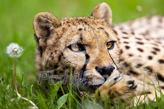 Cheetah (Acinonyx jubatus) Cheetah (Acinonyx jubatus)