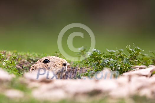 very cute black tailed prairie dog (Cynomys ludovicianus)