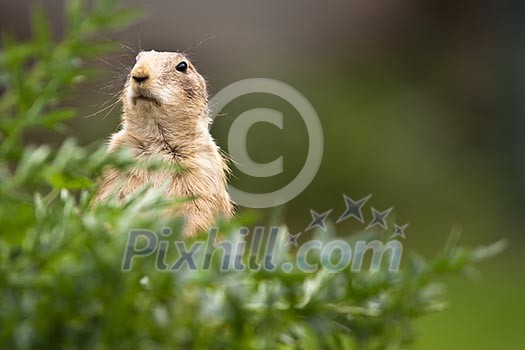 very cute black tailed prairie dog (Cynomys ludovicianus)