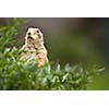 very cute black tailed prairie dog (Cynomys ludovicianus)