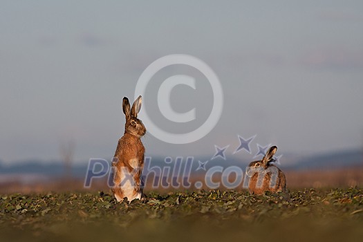Brown hare (lepus europaeus) Brown hare (lepus europaeus)