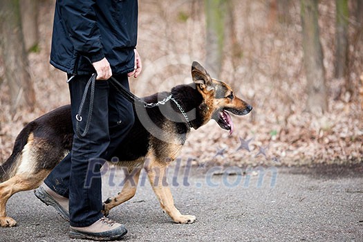 Master and his obedient (German Shepherd) dog Master and his obedient (German Shepherd) dog