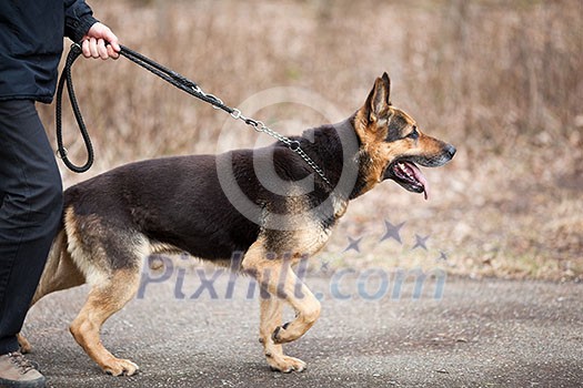 Master and his obedient (German Shepherd) dog Master and his obedient (German Shepherd) dog
