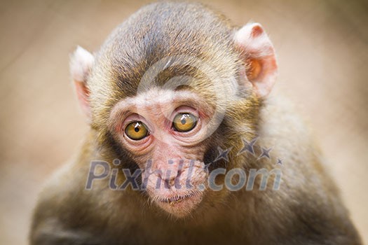 Closeup of a baby Japanese macaque (Macaca fuscata) Closeup of a baby Japanese macaque (Macaca fuscata)