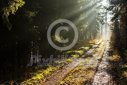 Forest path with lovely rays of sunlight