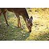 Sika deer (lat. Cervus nippon)