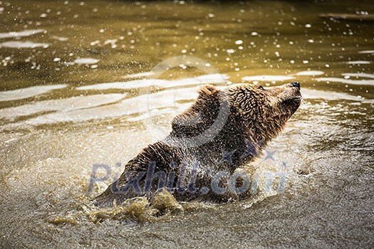 Brown bear (Ursus arctos)