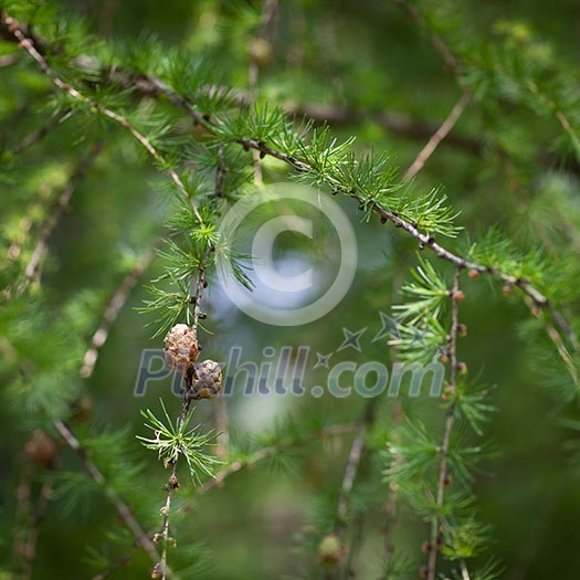 Relaxing larch greenery: closeup of European larch (Larix decidua) foliage with cones (selective focus)