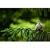 Collared dove, (Streptopelia decaocto) on a branch