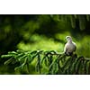 Collared dove, (Streptopelia decaocto) on a branch