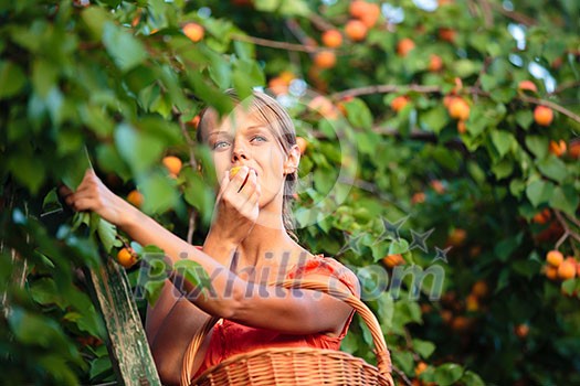Pretty, young woman picking apricots lit by warm summer evening light (shallow DOF; color toned image)