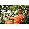 Pretty, young woman picking apricots lit by warm summer evening light (shallow DOF; color toned image)