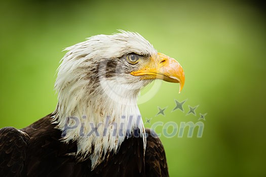 American bald eagle ((Haliaeetus leucocephalus) American bald eagle ((Haliaeetus leucocephalus)