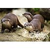 Cute otters - Eurasian otter (Lutra lutra)