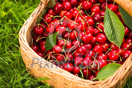 Freshly picked cherries in a basket in the garden