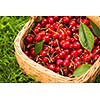 Freshly picked cherries in a basket in the garden