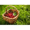 Freshly picked cherries in a basket in the garden