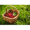 Freshly picked cherries in a basket in the garden