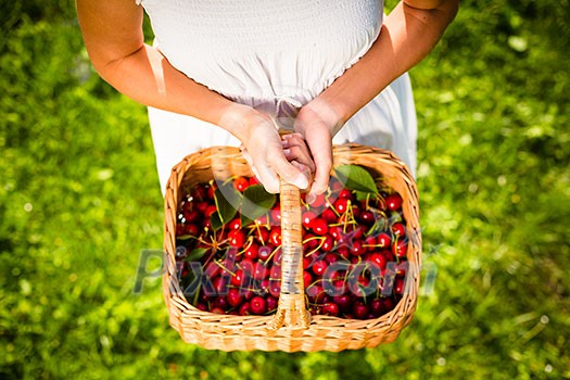 Beautiful young woman holding a basket filled with freshly picked cherries Beautiful young woman holding a basket filled with freshly picked cherries