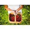 Beautiful young woman holding a basket filled with freshly picked cherries