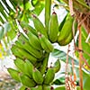 Bunch of bananas hanging from a banana tree (Salalah, Oman)