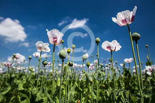 Blossoming poppies on a lovely sunny day