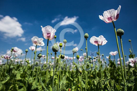 Blossoming poppies on a lovely sunny day Blossoming poppies on a lovely sunny day