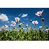 Blossoming poppies on a lovely sunny day