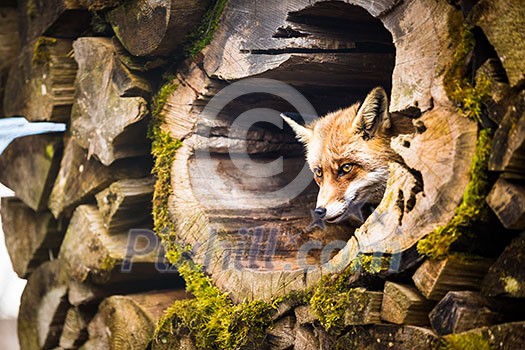 Red Fox (Vulpes vulpes) Red Fox (Vulpes vulpes)