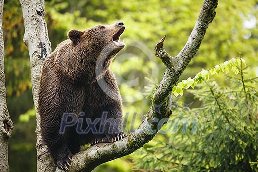 Brown bear (Ursus arctos), sitting on a tree, screaming loudly