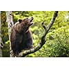 Brown bear (Ursus arctos), sitting on a tree, screaming loudly