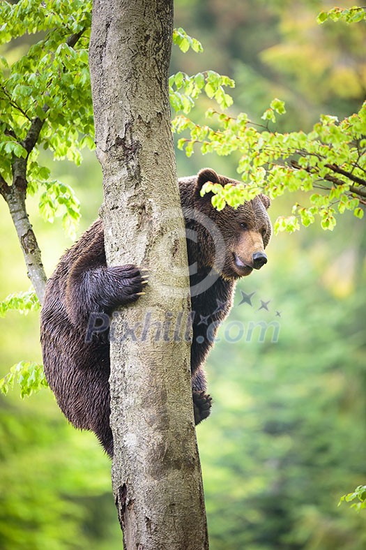 Brown bear (Ursus arctos), climbing