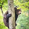 Brown bear (Ursus arctos), climbing