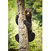 Brown bear (Ursus arctos)