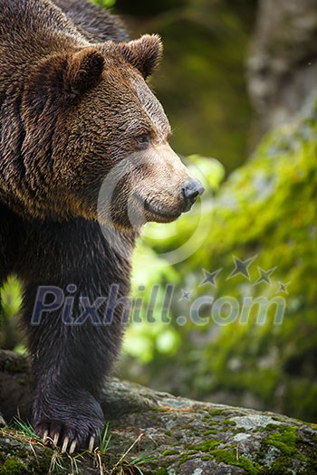 Brown bear (Ursus arctos)