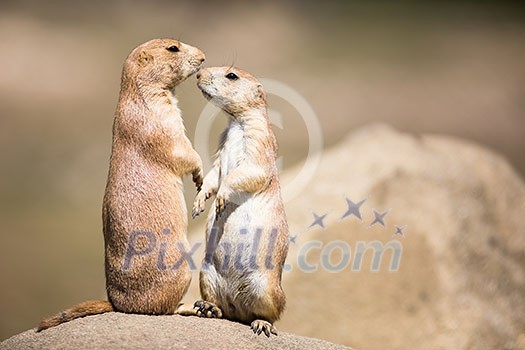 Two prairie dogs (Cynomys ludovicianus) in close communication Two prairie dogs (Cynomys ludovicianus) in close communication