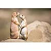 Two prairie dogs (Cynomys ludovicianus) in close communication