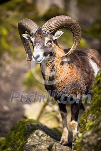 The mouflon (Ovis orientalis) The mouflon (Ovis orientalis)