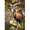 The mouflon (Ovis orientalis)