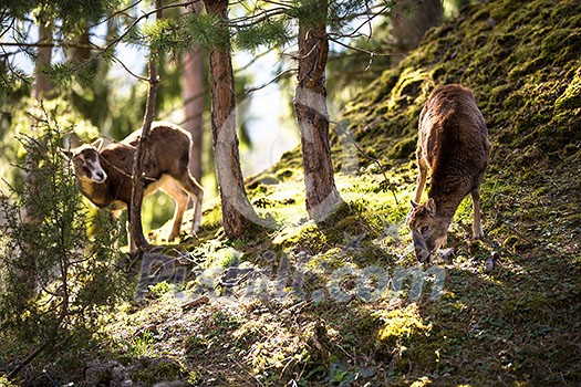 The mouflon (Ovis orientalis) The mouflon (Ovis orientalis)