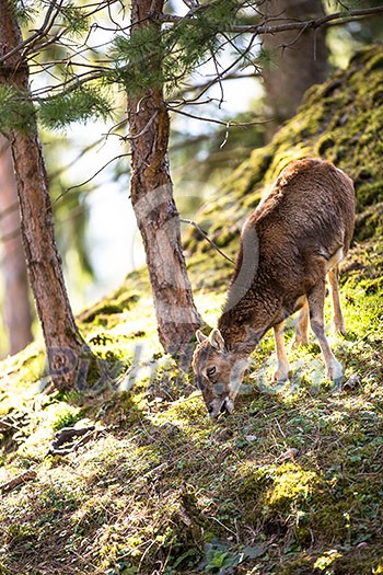 The mouflon (Ovis orientalis) The mouflon (Ovis orientalis)