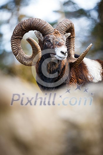 The mouflon (Ovis orientalis) The mouflon (Ovis orientalis)