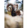 The mouflon (Ovis orientalis)