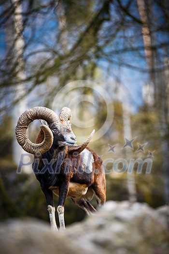 The mouflon (Ovis orientalis) The mouflon (Ovis orientalis)
