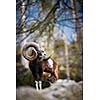 The mouflon (Ovis orientalis)